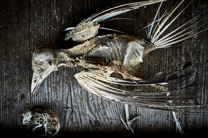 Death and the mouse 3