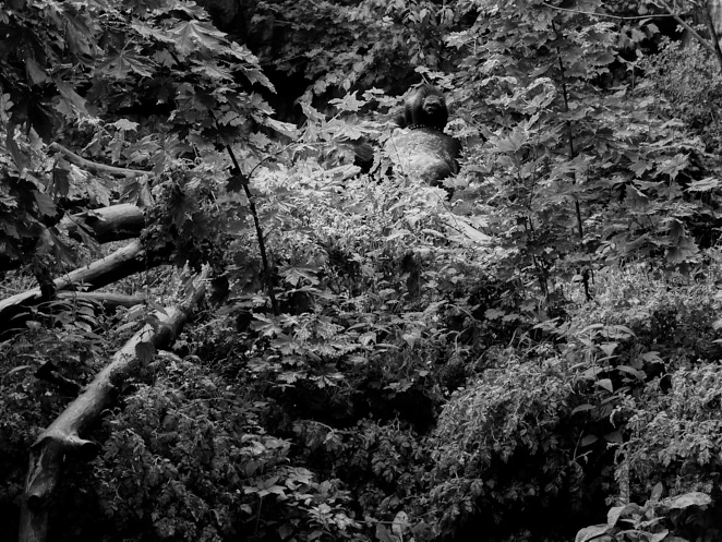 Wolverine 20 Jun 2015