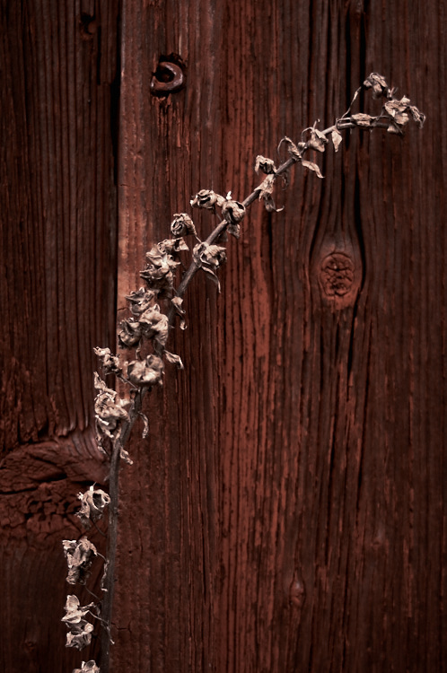 digitalis-4-apr-2015