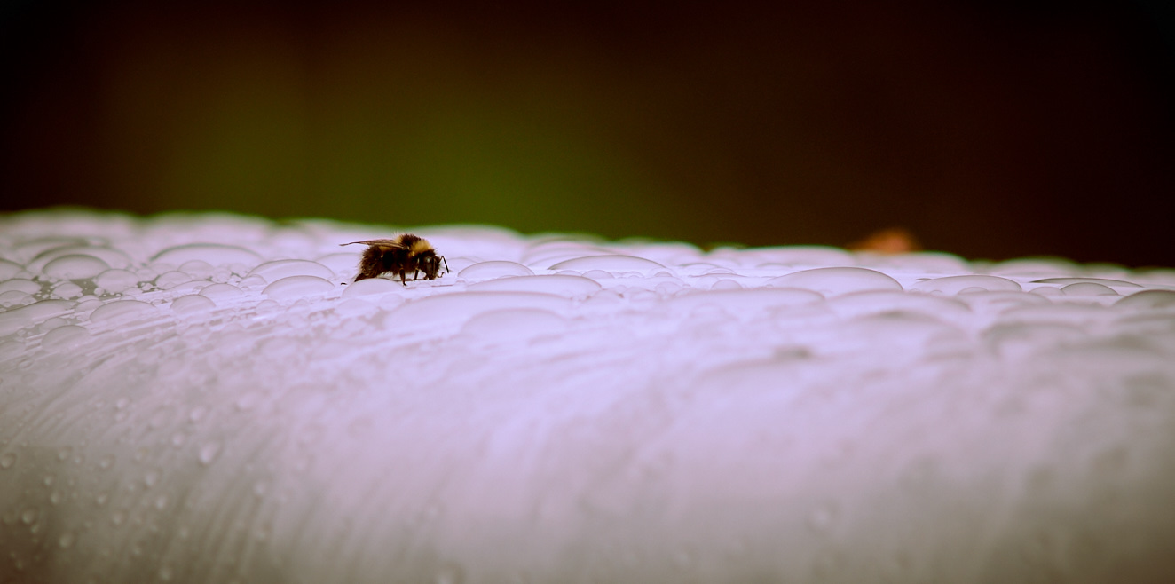 bumblebee-1-aug-2015