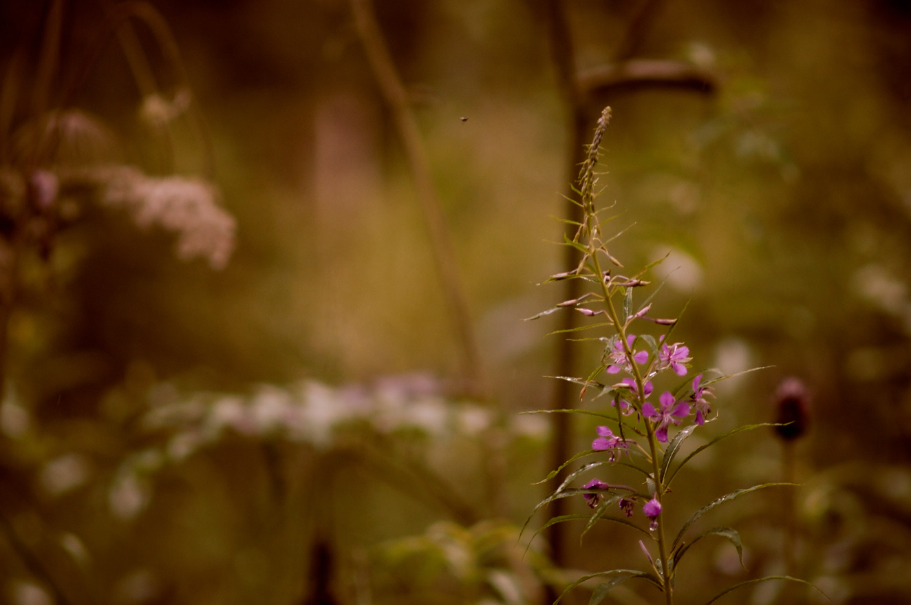 fireweed-1-aug-2015