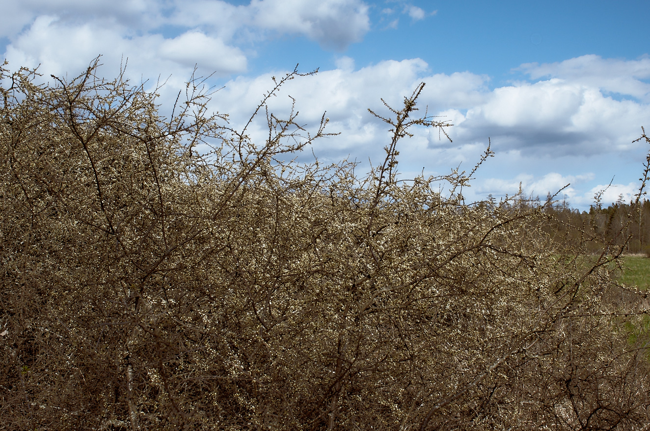 shrubbery-col-3-maj-2015-1