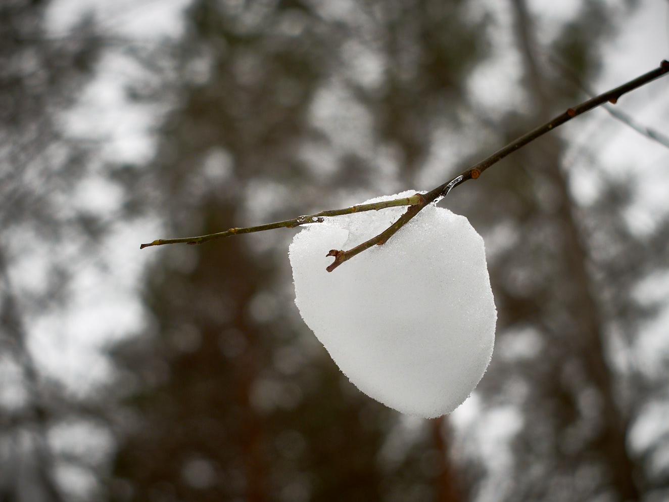 heart-i-04-mars-2016-dscf829600634