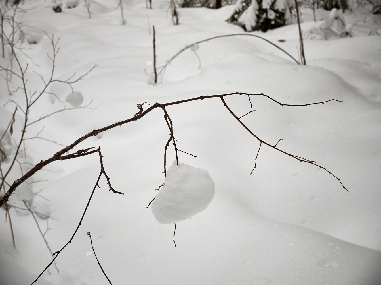 heart-ii-04-mars-2016-dscf829100629