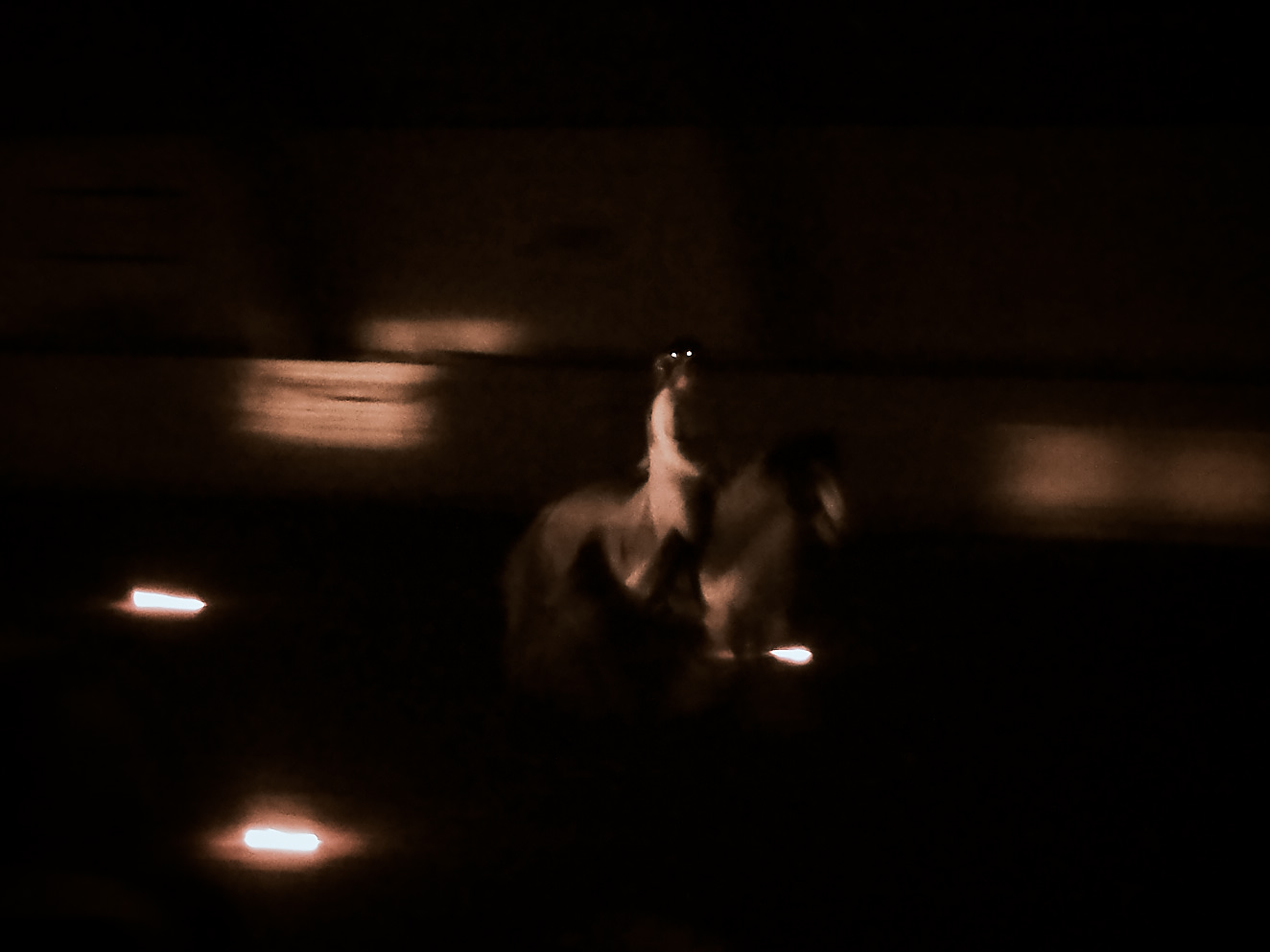 lucia-12-december-2015-dscf795500291