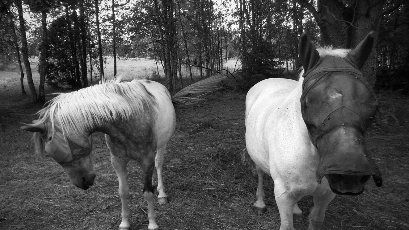 Mindfulness-10 12 juli 2015