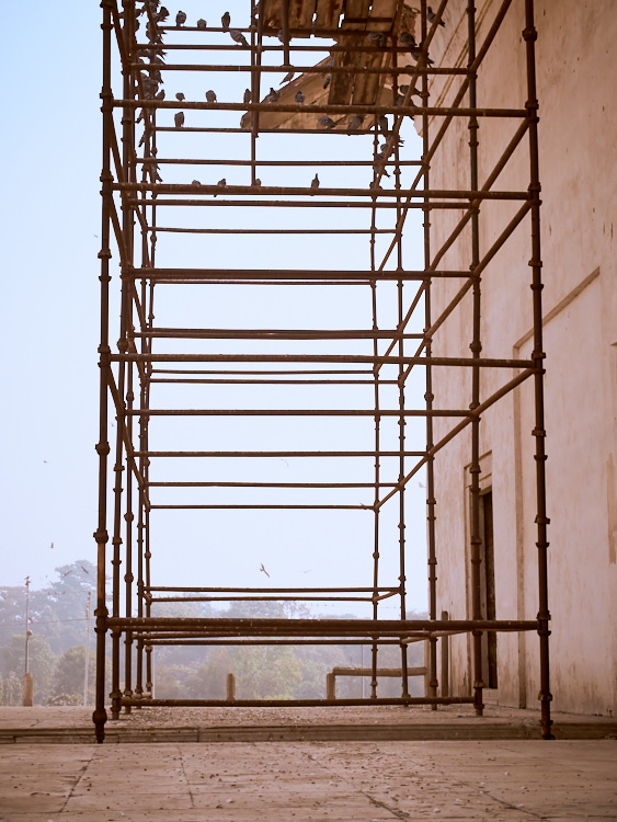 Birds 3 januari 2017