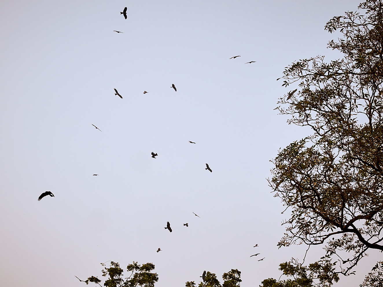 Falcons 2 januari 2017