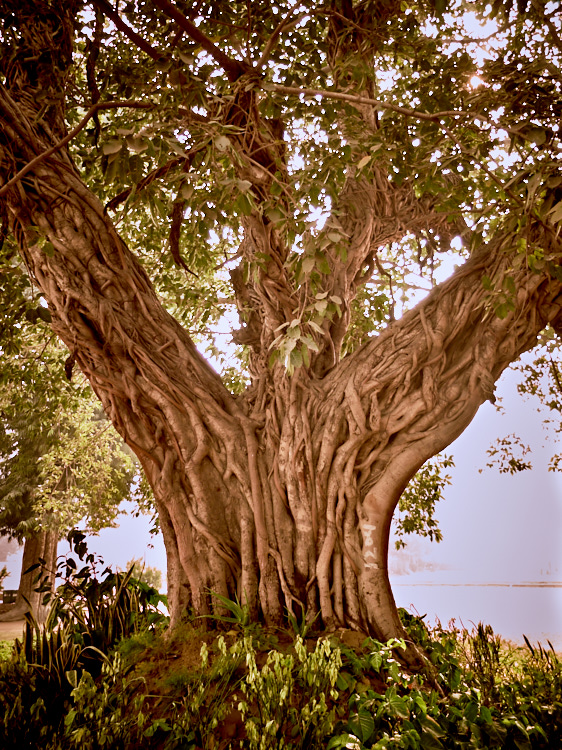 Trees 3 januari 2017