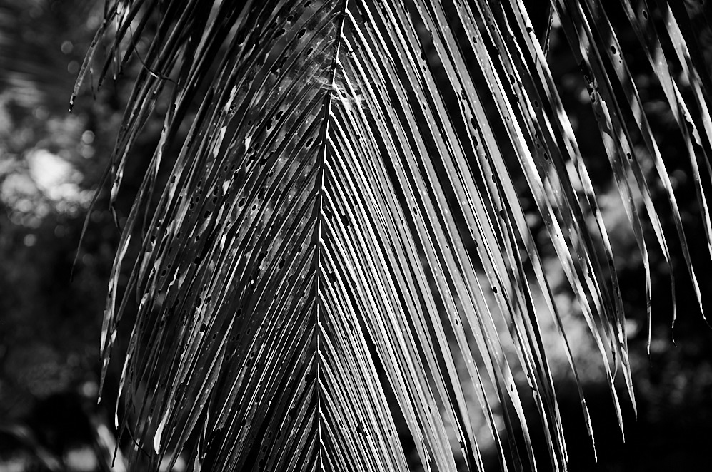 Maharashtra 9 januari 2017 16