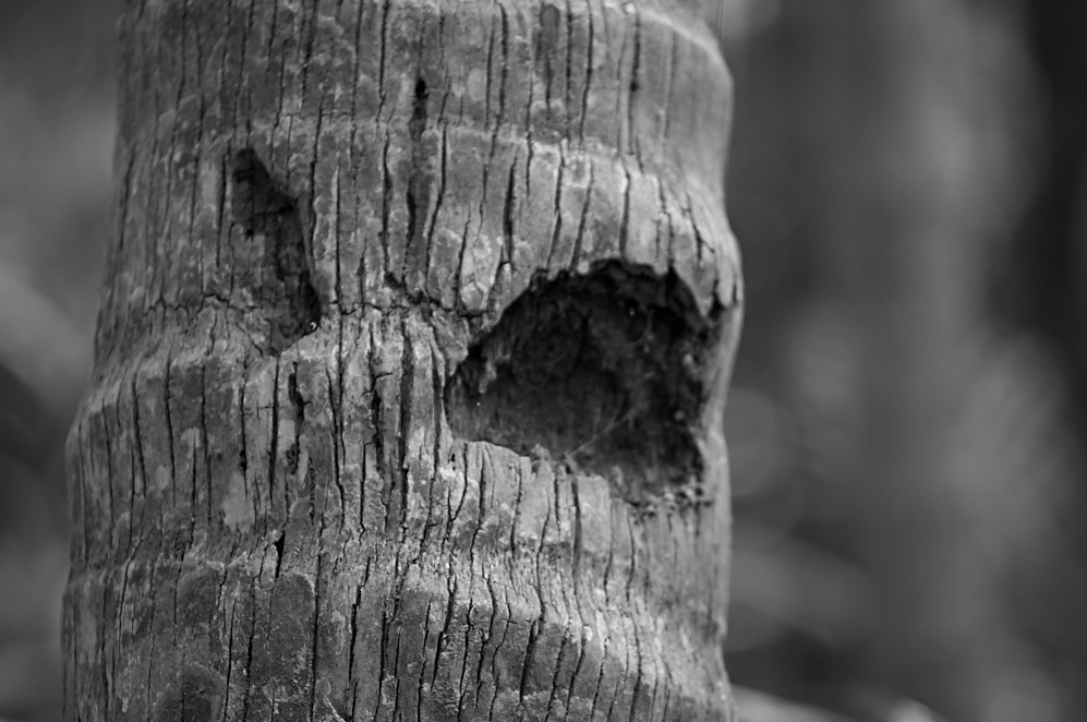 Maharashtra 9 januari 2017 11