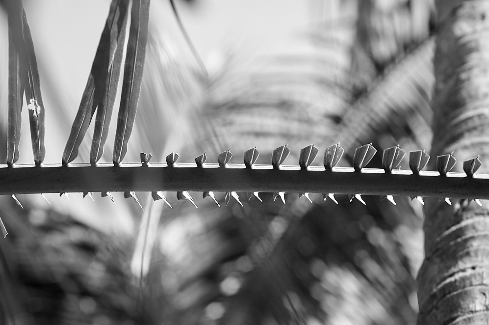 Maharashtra 9 januari 2017 19