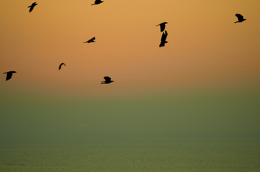 Mumbai 12 januari 2017 1