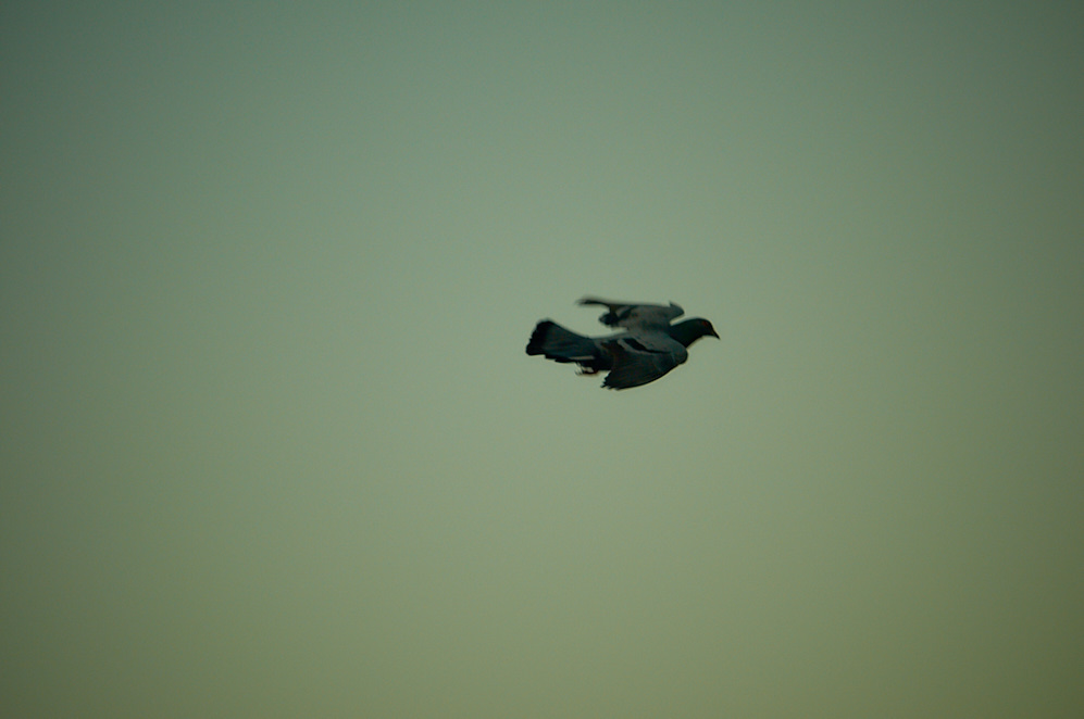 Mumbai 12 januari 2017 2