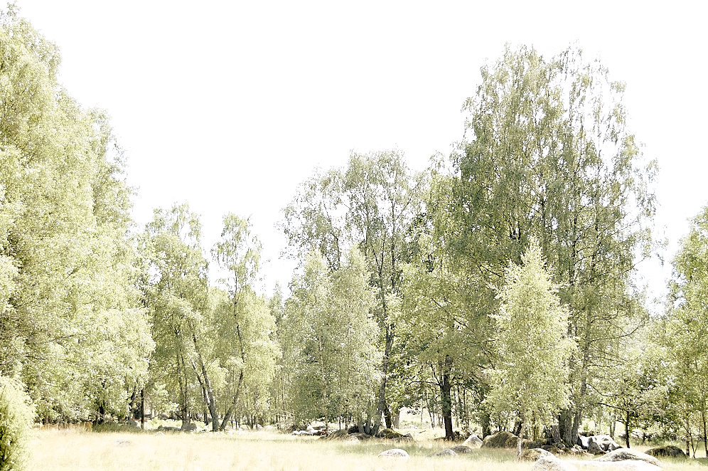 Bright landscape 08 jul 2008