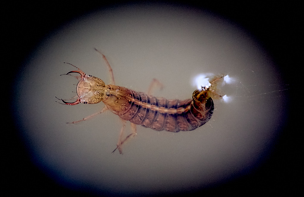 Dragonfly 08 jul 2009